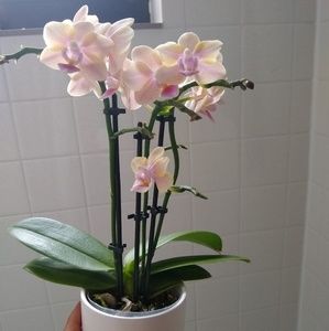 Meet your Posher, Cinnamon